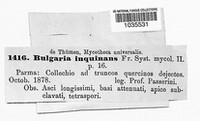 Bulgaria inquinans image